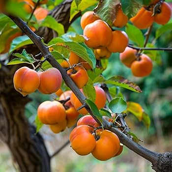 1 Diospyros virginiana American Persimmon Tree - Live Bare Root Plant for Zones 4-9 - Edible Fruit & Wildlife Tree 18"-24"