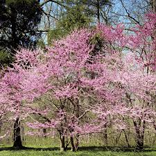 1 Eastern Redbud Tree, 2-3 Ft Tall, Live Bare Root Plant, Cercis canadensis, Ready to Plant