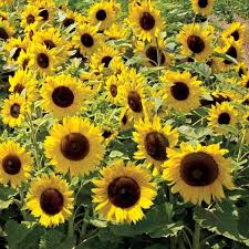1 Gram Seeds Sunspot Sunflower for Planting | Dwarf Sunflower Variety with Bright Yellow Blooms for Gardens, Pots & Pollinator Habitats