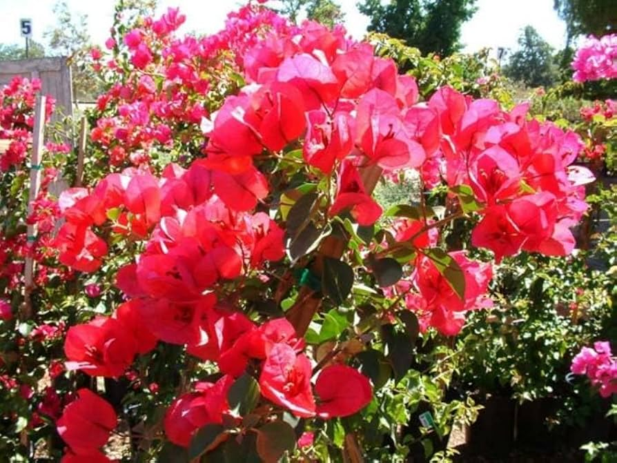 1 Double Red Bougainvillea | Live Starter Plant | Rare & Hard to Find | Well-Rooted | USA Grown | Hardy for Outdoor Gardens