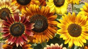 1 Gram Seeds Autumn Beauty Sunflower for Planting | Multicolored Blooms for Gardens, Borders & Pollinator Habitats