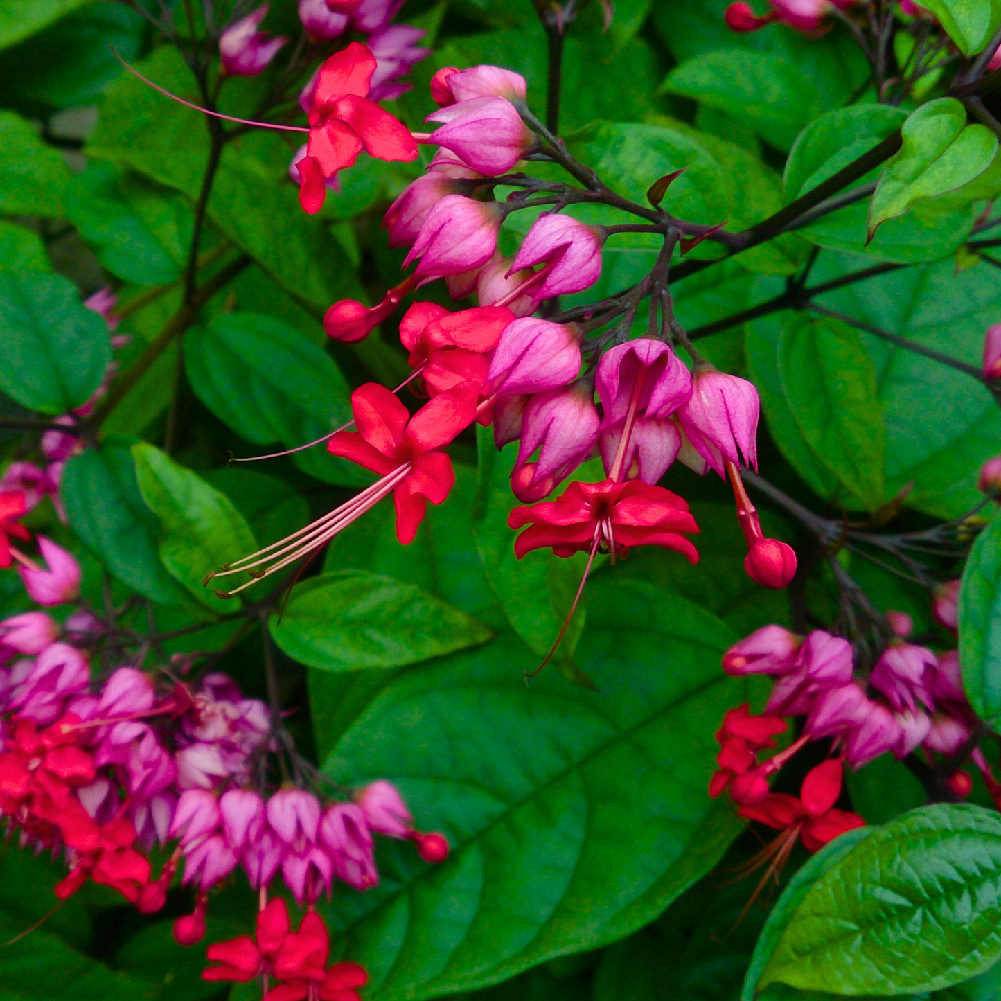 1 Clerodendrum thomsoniae - Red Purple Bleeding Heart Vine Live Plant 12" Tall - Tropical Climber, Vibrant Blooms