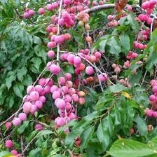 1 American Plum Tree 2ft Tall Live Fruit Tree - Ready to Plant