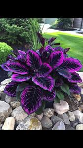 Purple Tip Calathea Couture Seeds (Calathea sp.) | 25+ Seeds | Exotic Tropical Foliage for Home & Garden