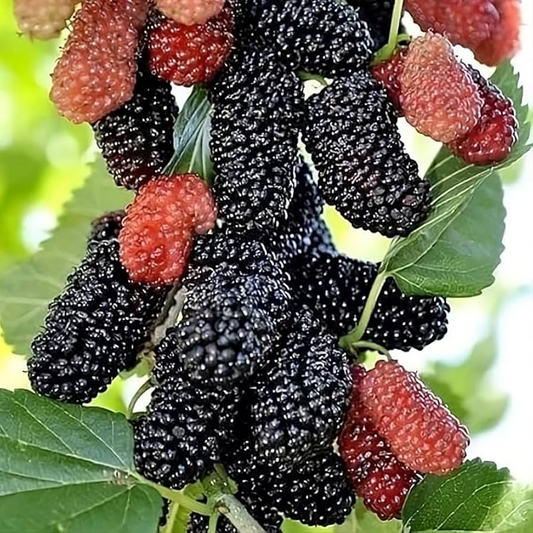 1 Illinois Everbearing Mulberry Rooted Starter Plant (Morus alba) – Sweet, Fast-Growing Fruit Tree, Edible Mulberries, Hardy & Easy to Grow