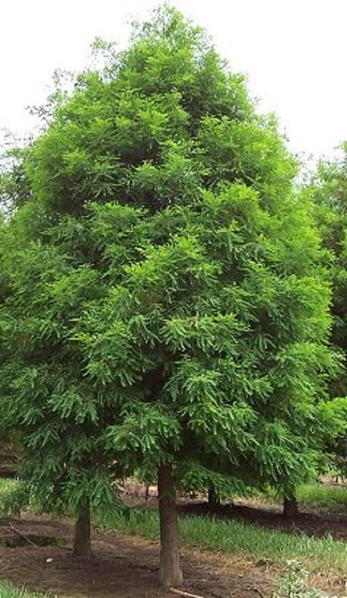 1 Bald Cypress Tree (Taxodium distichum) – Live Bare Root Plant 2-3 Feet