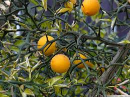 1 Live Plant Hardy Orange Tree (Poncirus trifoliata) Fully Rooted 8” - Ready to Plant