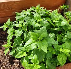 1 Gram Seeds Spinach New Zealand – Tetragonia tetragonioides | Heirloom Vegetable Seeds for Planting & Gardening