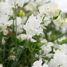 Memorial Flight Sweet Pea Seeds – 50+ Seeds – Soft Pink Blooms for Trellises, Cottage Gardens, Cut Flower Beds & Borders – USA