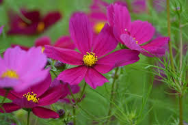 1 Gram Seeds Cosmos Dazzler for Planting | Cosmos bipinnatus Vibrant Pink Blooms for Gardens, Pollinator Habitats & Decorative Landscaping