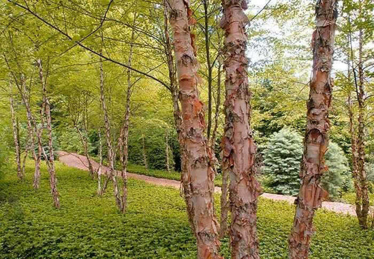1 Live Bare Root Plant Copper/River Birch Tree, Betula nigra, 2-3 Feet Tall, Hardy Ornamental Shade Tree
