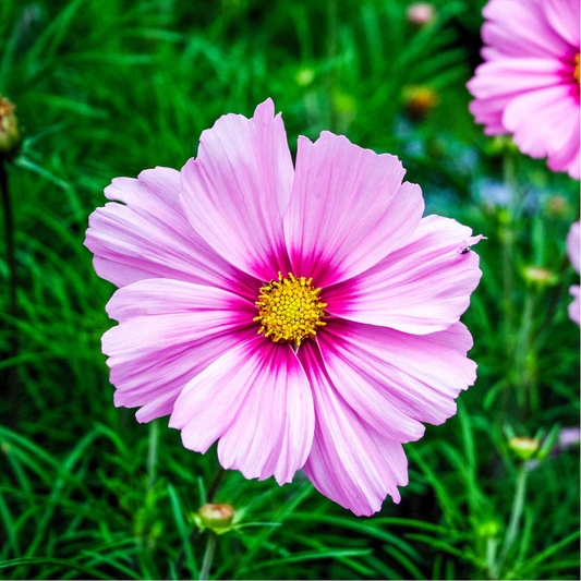 1 Gram Seeds Cosmos Gloria for Planting | Cosmos bipinnatus Vibrant Annual Flower for Gardens, Pollinator Habitats & Decorative Landscaping