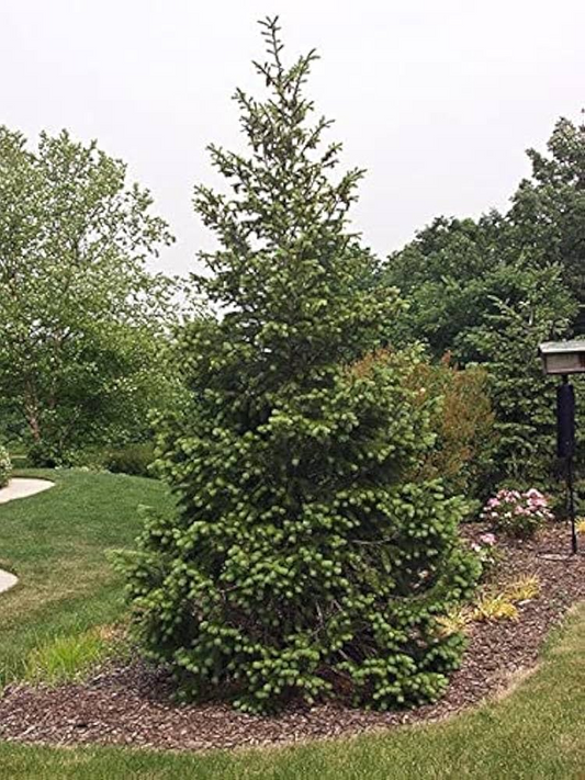 1 Live Bare Root Plant Norway Spruce Tree, Picea abies, 12"-18", Hardy Evergreen for Privacy & Landscaping