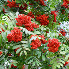 1 Live Bare Root Plant European Mountain Ash Tree, Sorbus aucuparia, 2-3 Feet Tall, Ornamental Hardy Shade Tree