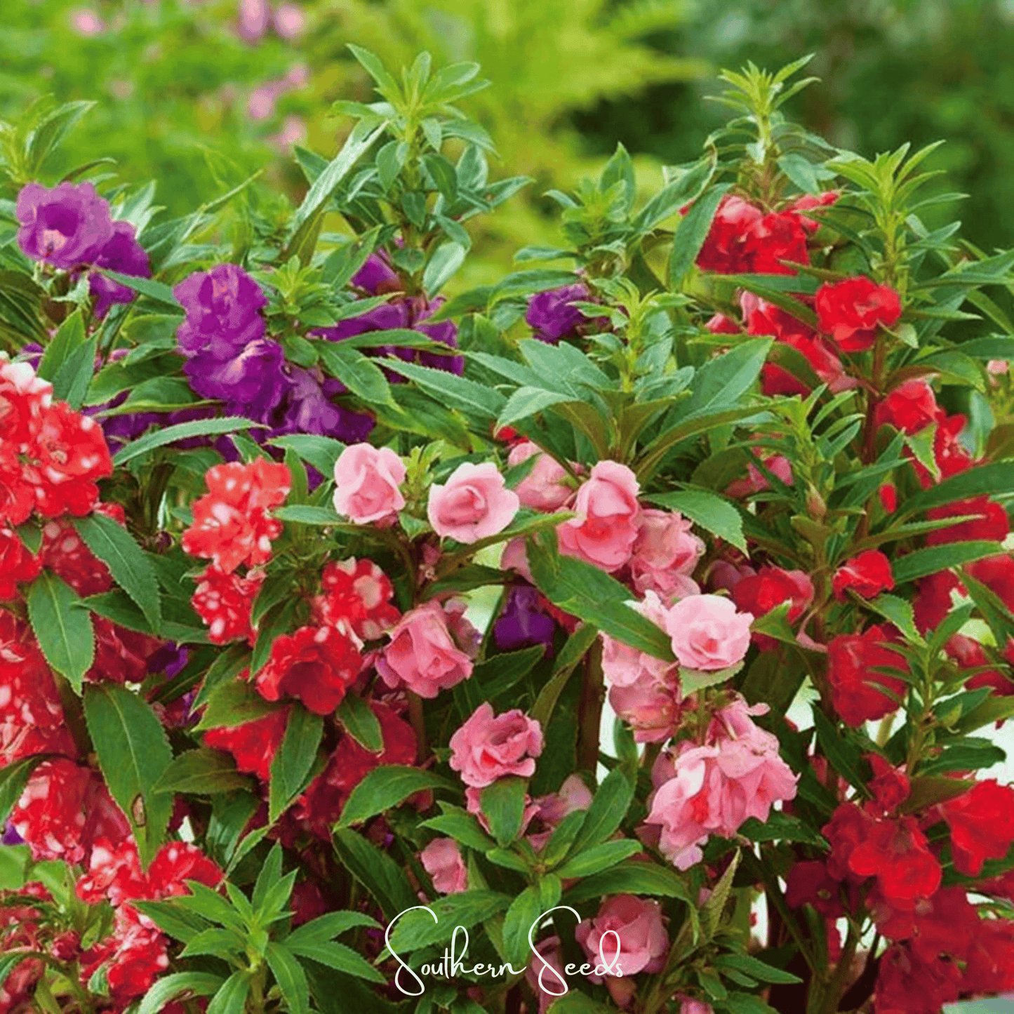 Bush Mix Impatiens – 50 Seeds