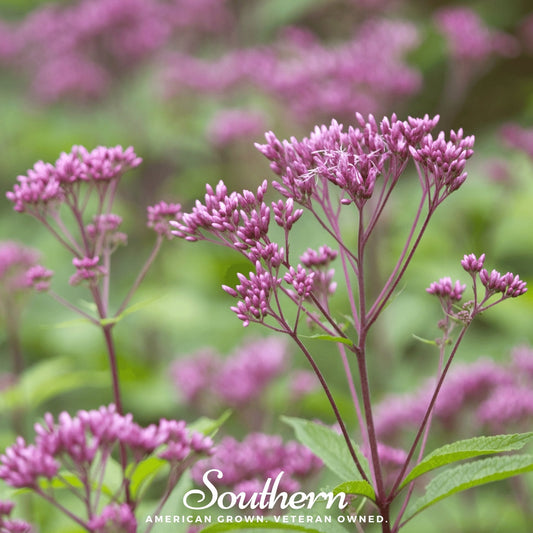 Sweet Joe Pye Weed – 100 Seeds