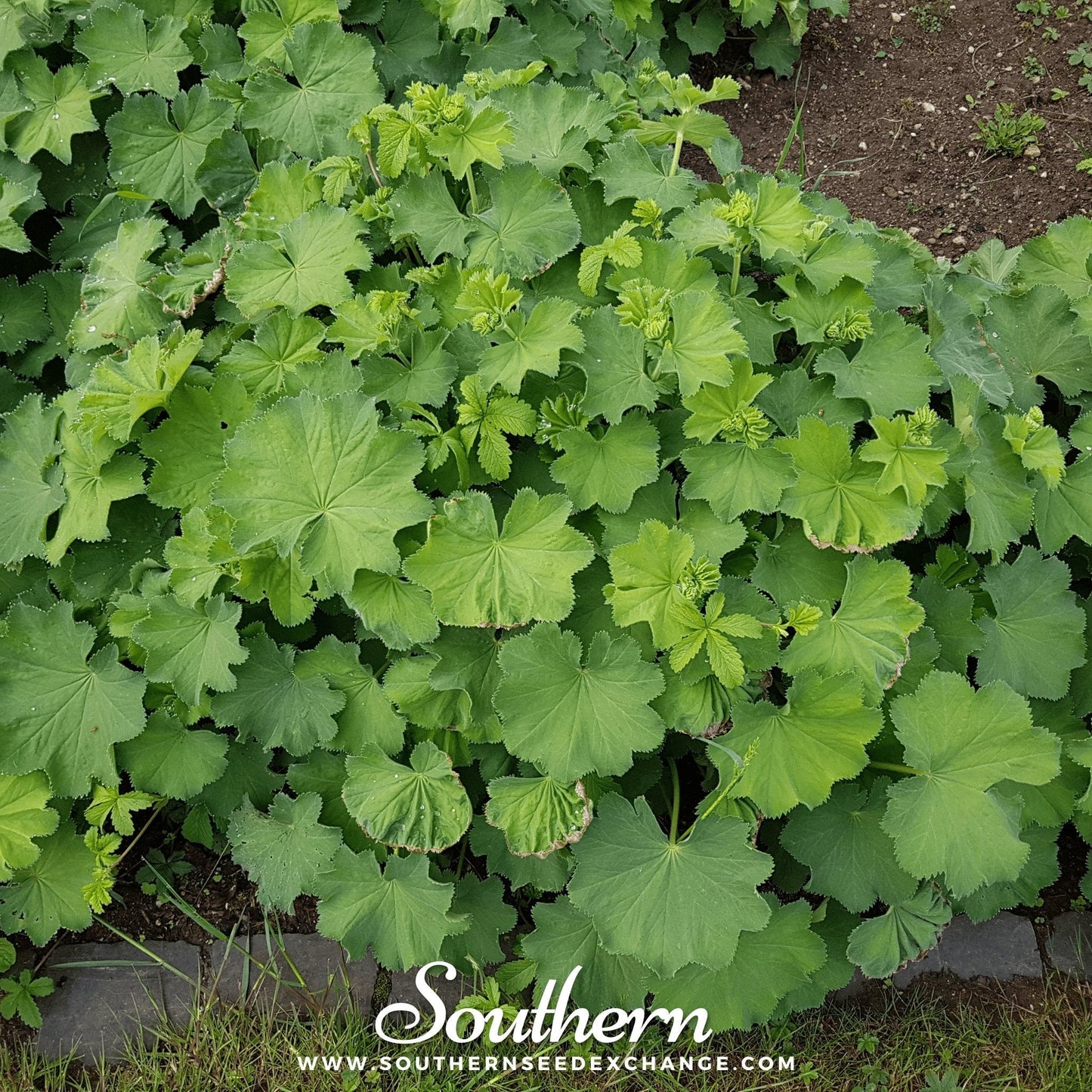 Lady’s Mantle – 50 Seeds