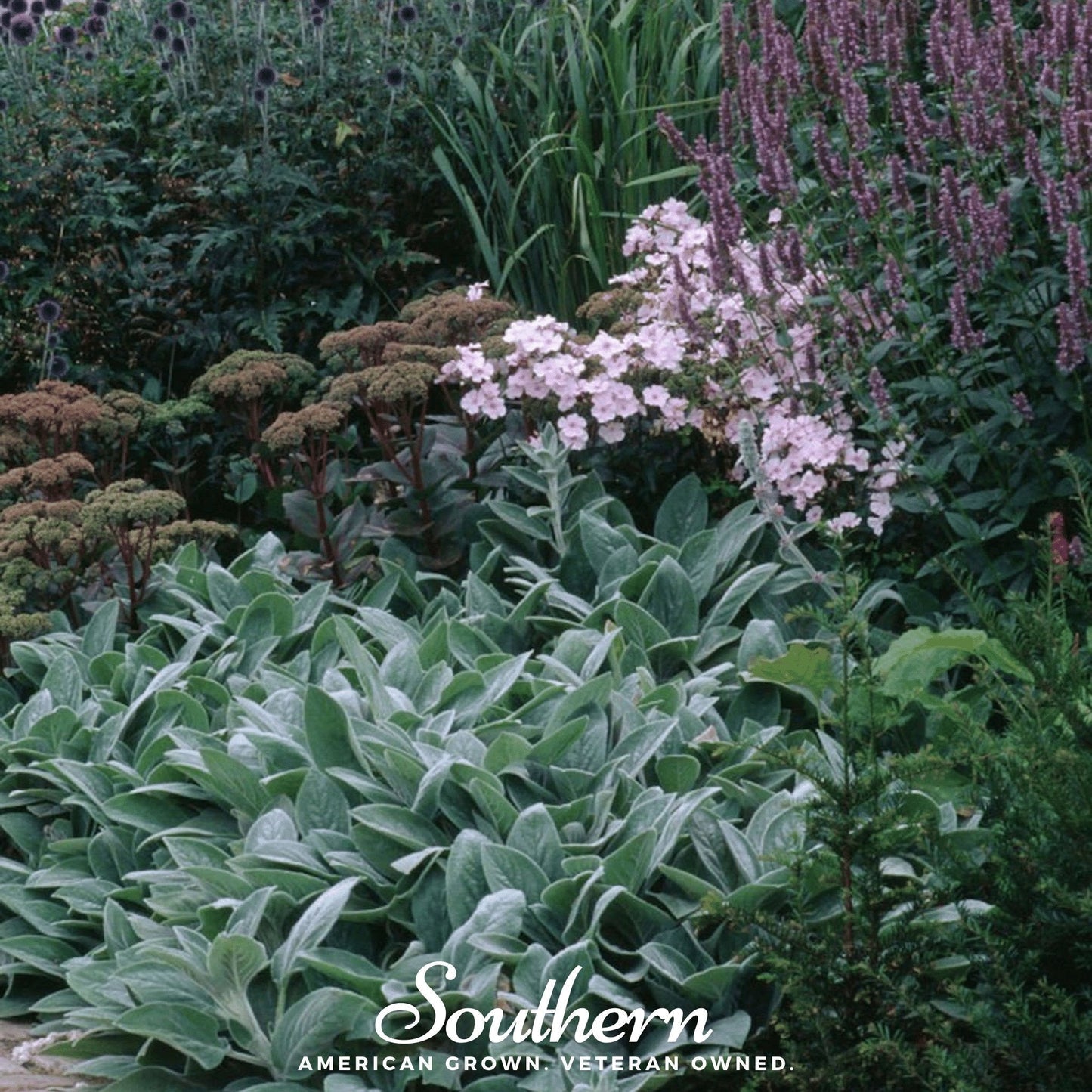 Lamb’s Ear – 50 Seeds