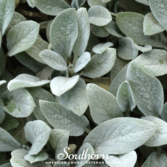 Lamb’s Ear – 50 Seeds