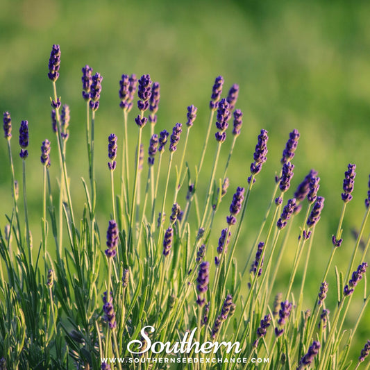 Munstead Lavender – 50 Seeds