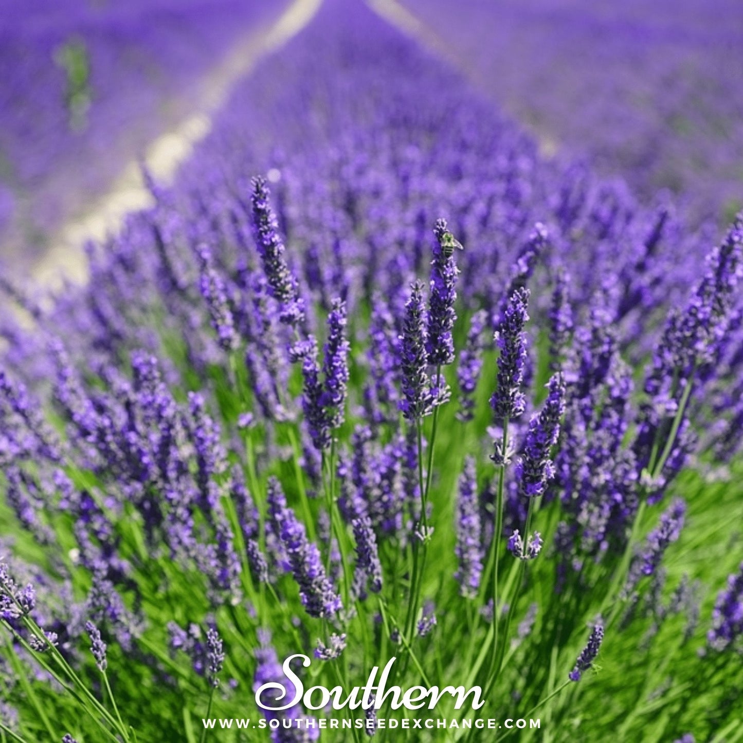 Vera Lavender – 100 Seeds