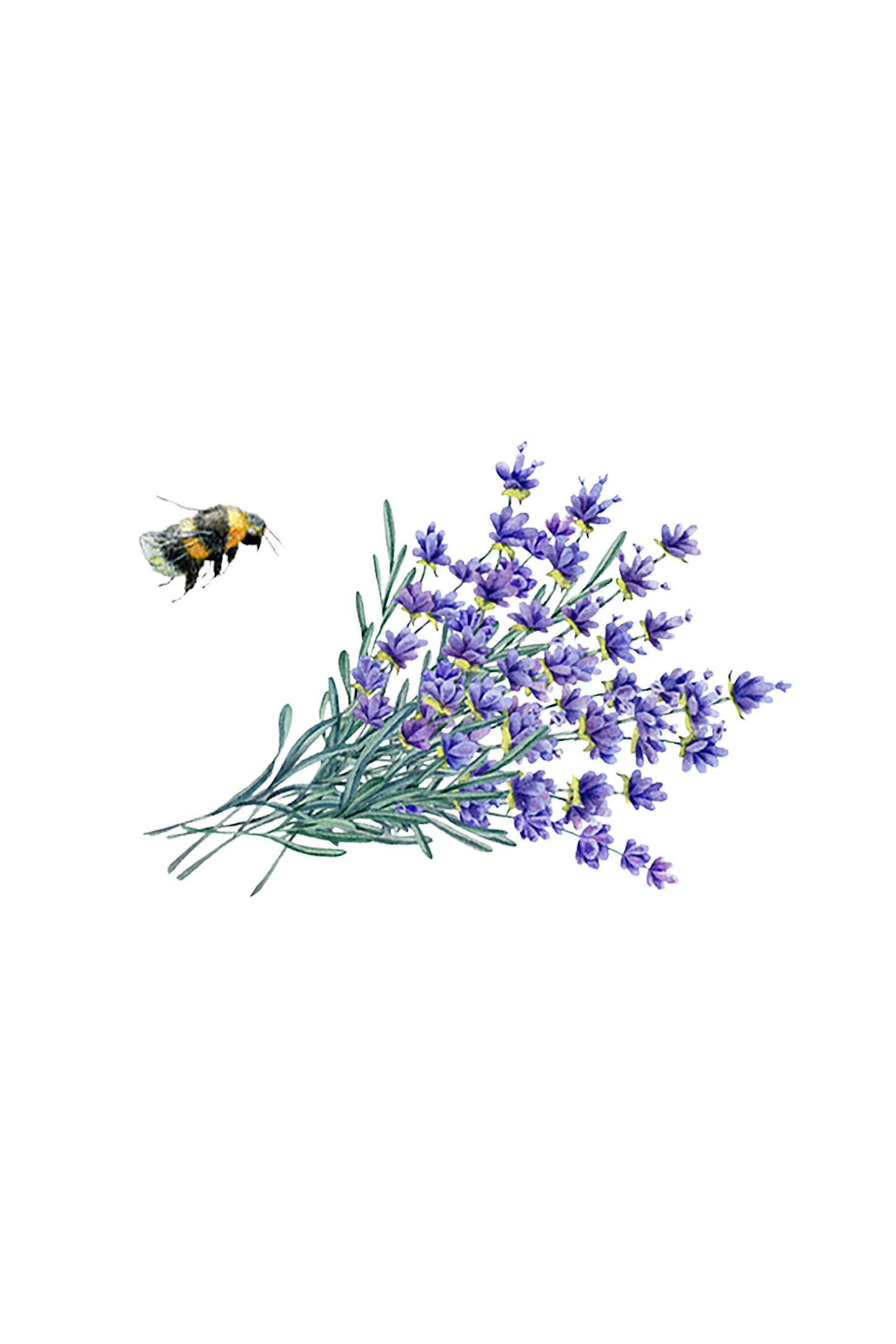 Hand Soap | Lavender Fields