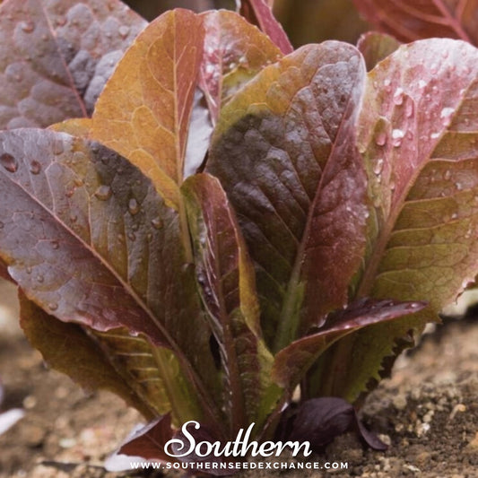 Cimmaron Romaine Lettuce – 200 Seeds