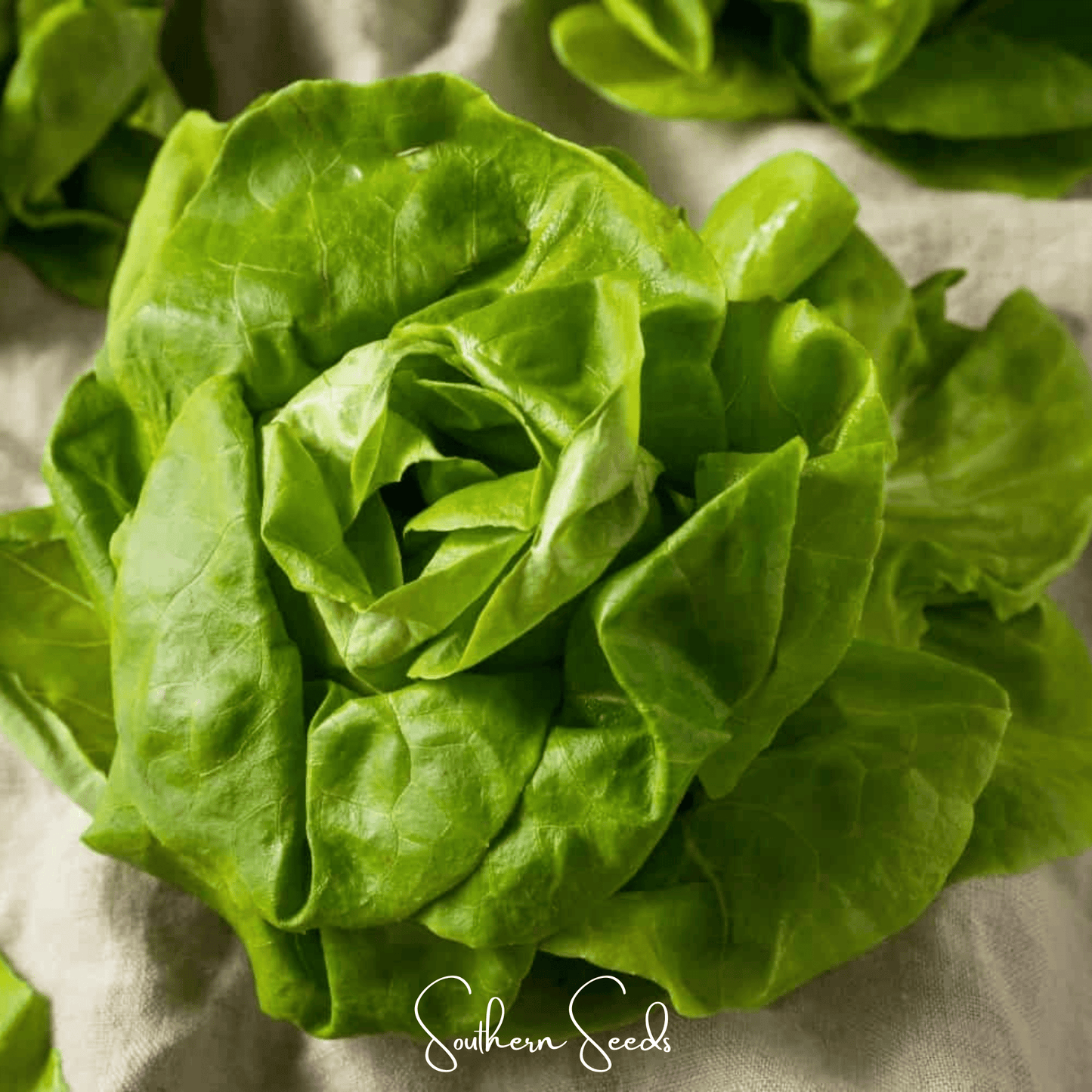 Tom Thumb Butterhead Lettuce – 500 Seeds