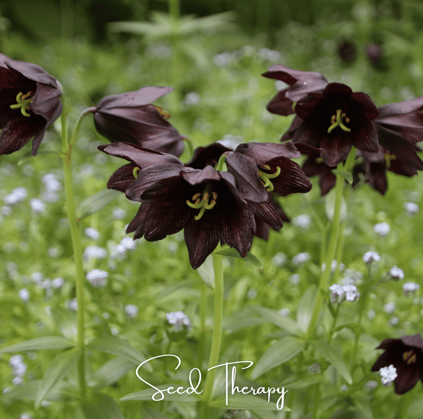 Chocolate Lily – 10 Seeds