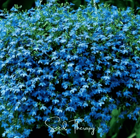 Blue Carpet Lobelia – 100 Seeds