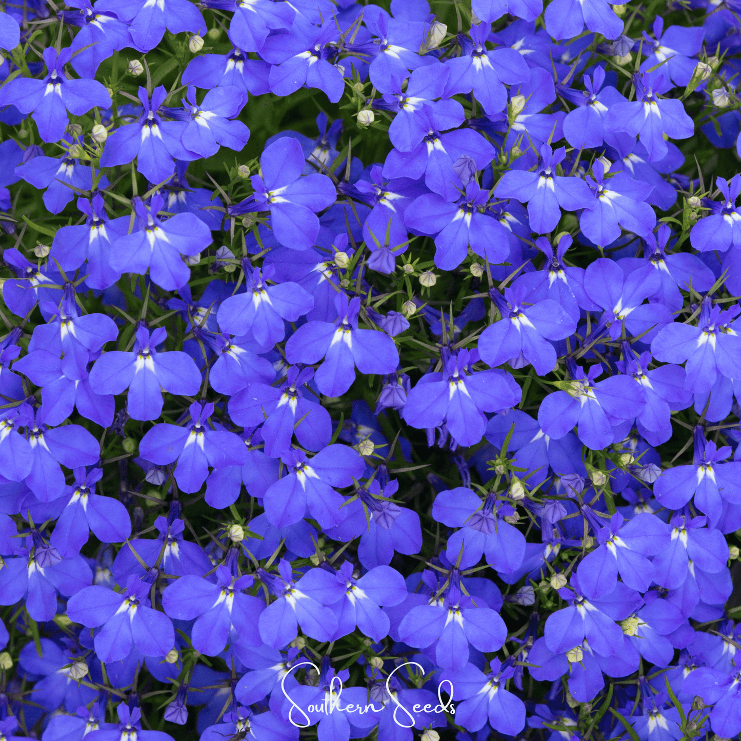 Blue Carpet Lobelia – 100 Seeds