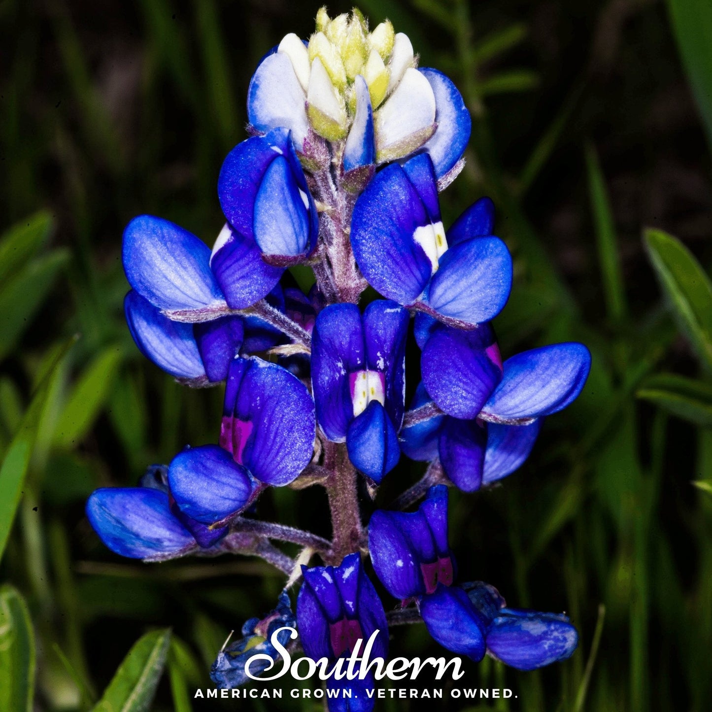Texas Bluebonnet Lupine – 50 Seeds