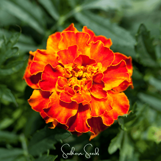 Bolero French Marigold – 50 Seeds
