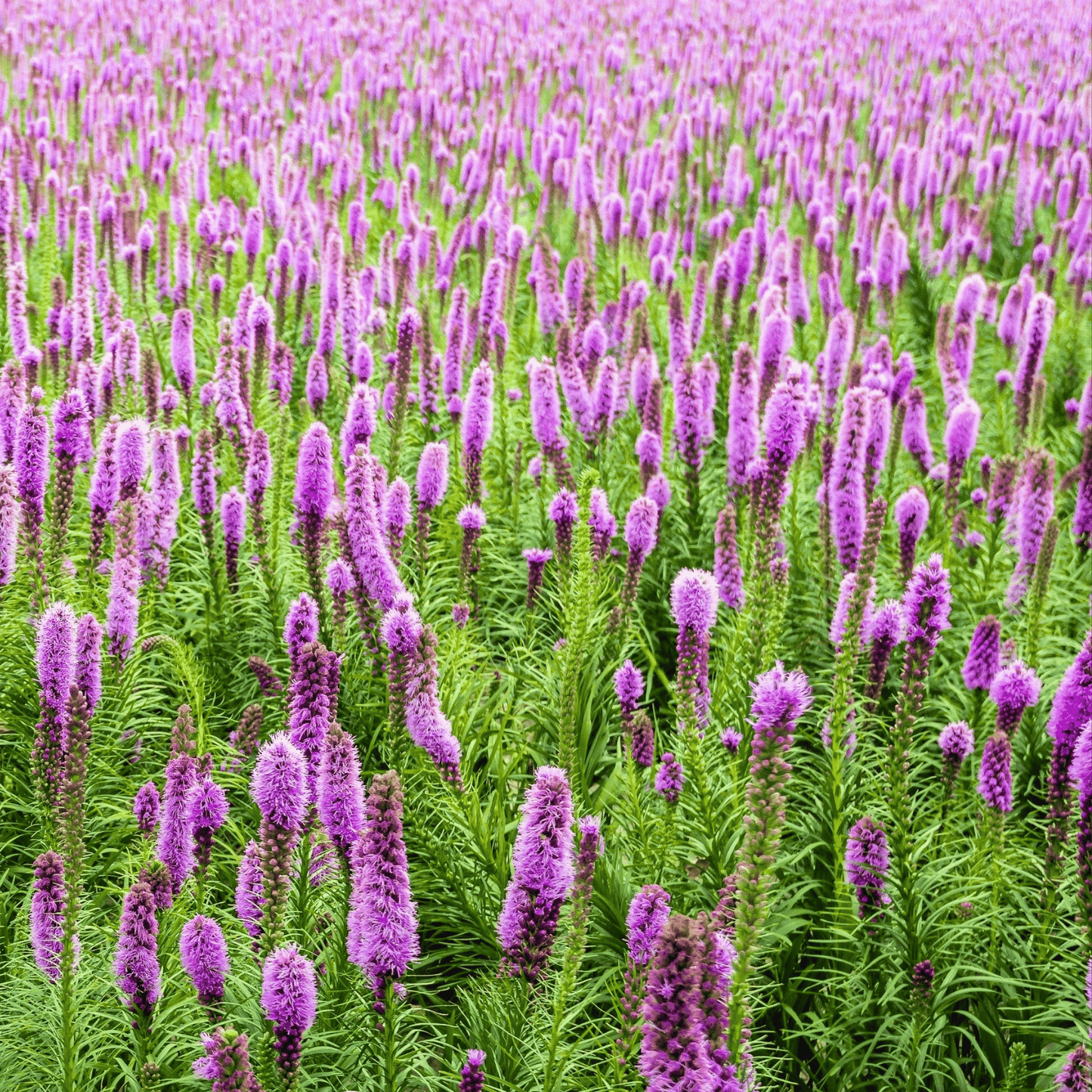 Marsh Blazing Star – 50 Seeds