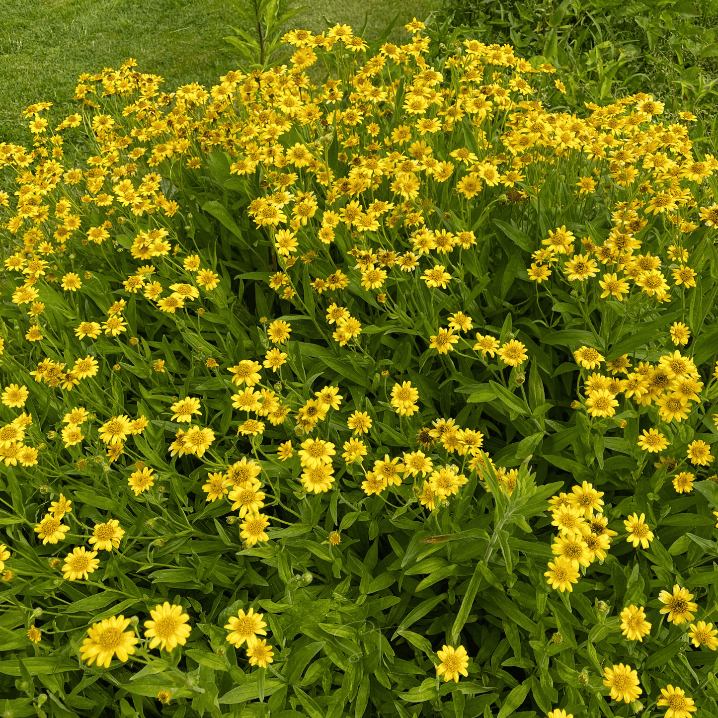Meadow Arnica – 20 Seeds