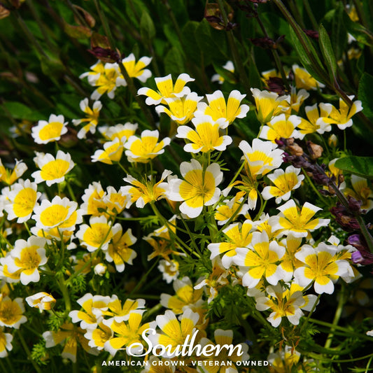 Meadowfoam (Poached Egg Plant) – 50 Seeds