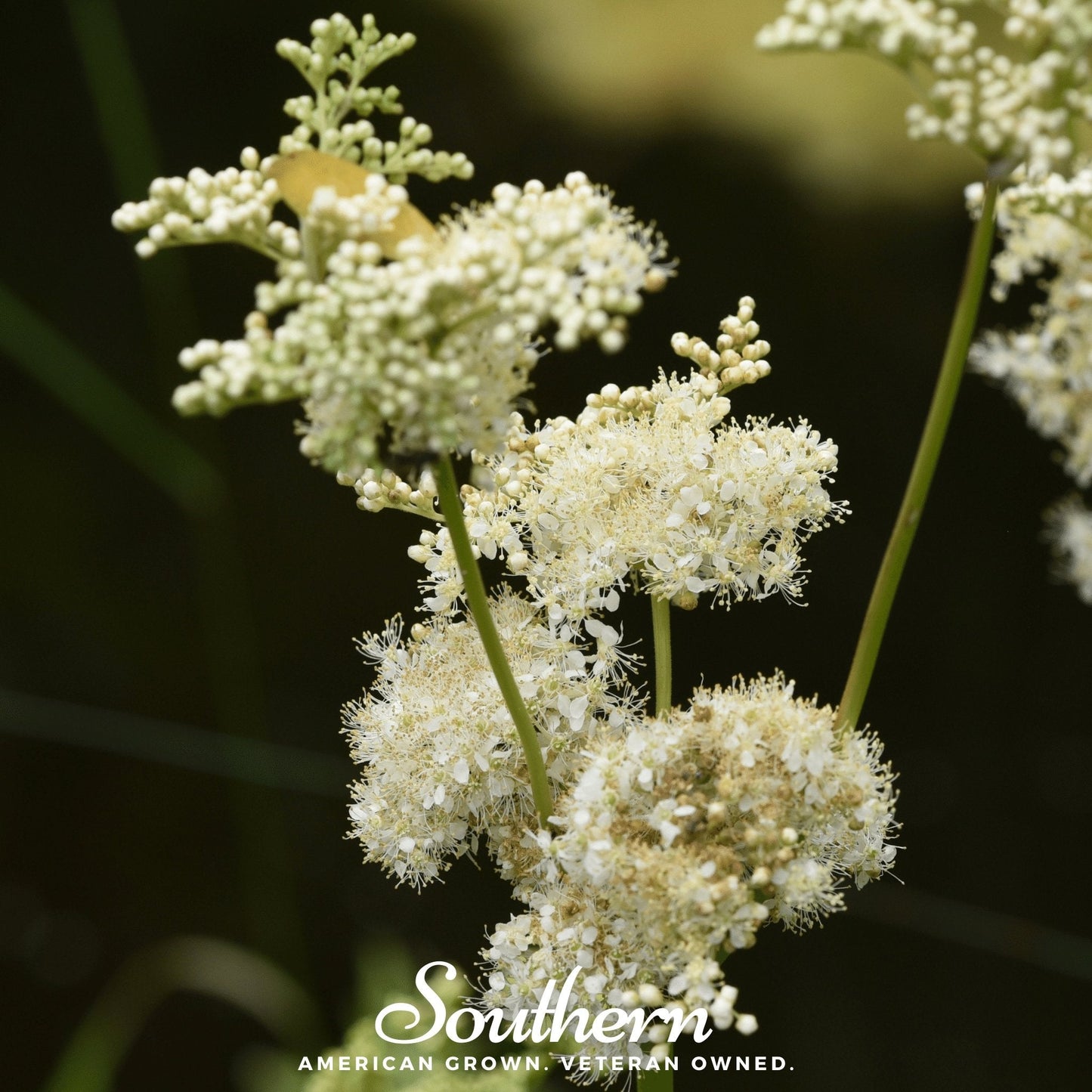 Meadowsweet – 50 Seeds