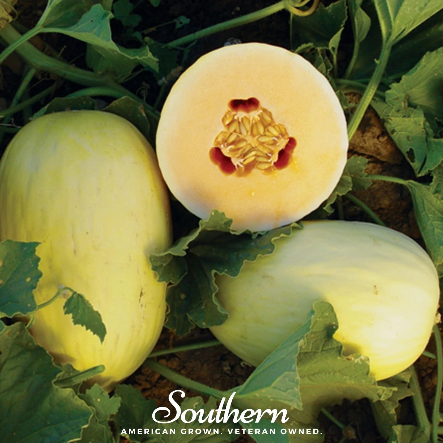 Crenshaw Melon – 20 Seeds