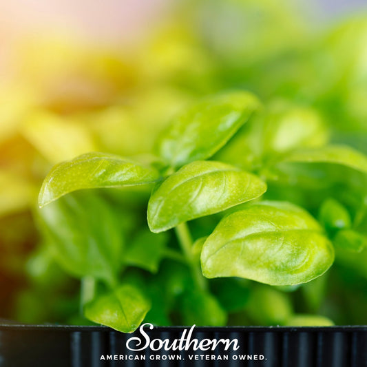 Basil Genovese Microgreen – 8 grams