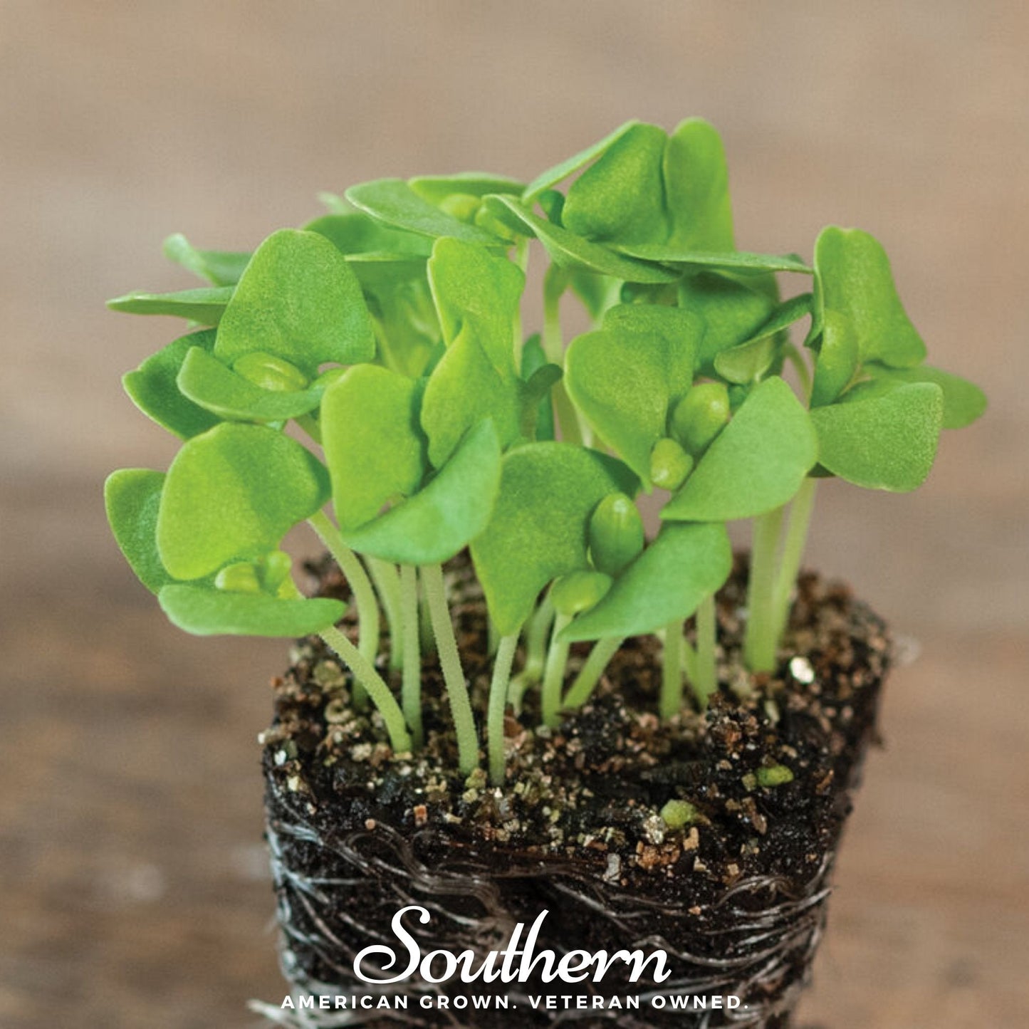 Basil Genovese Microgreen – 8 grams