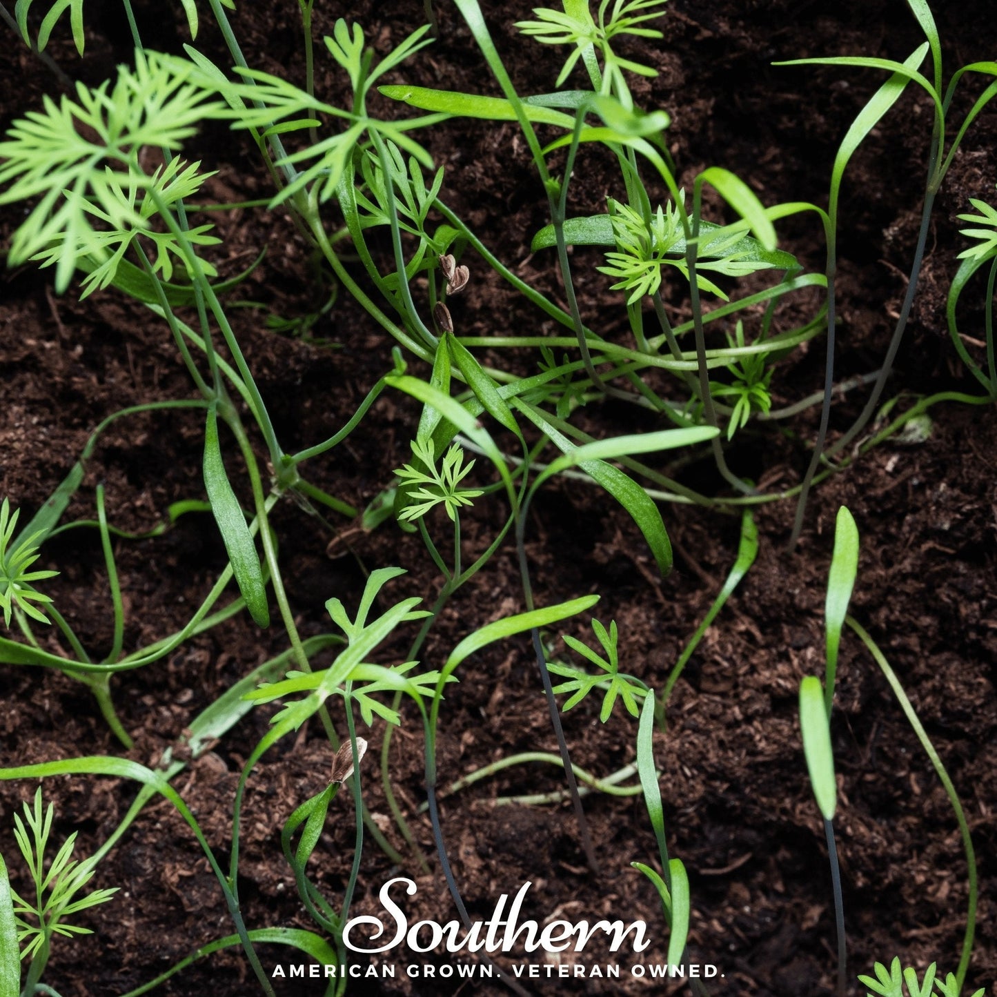 Dill Microgreen – 8 grams