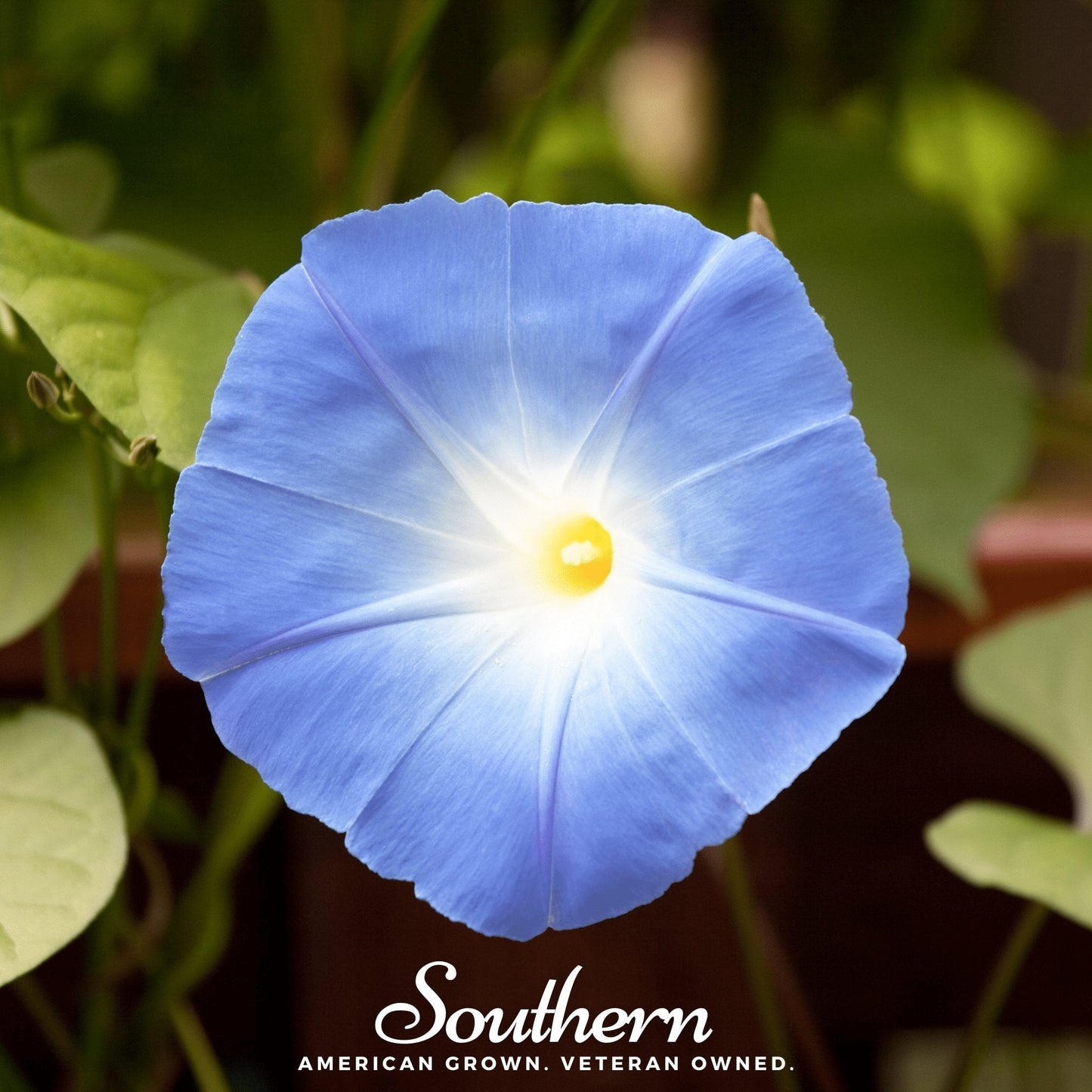 Heavenly Blue Morning Glory – 50 Seeds