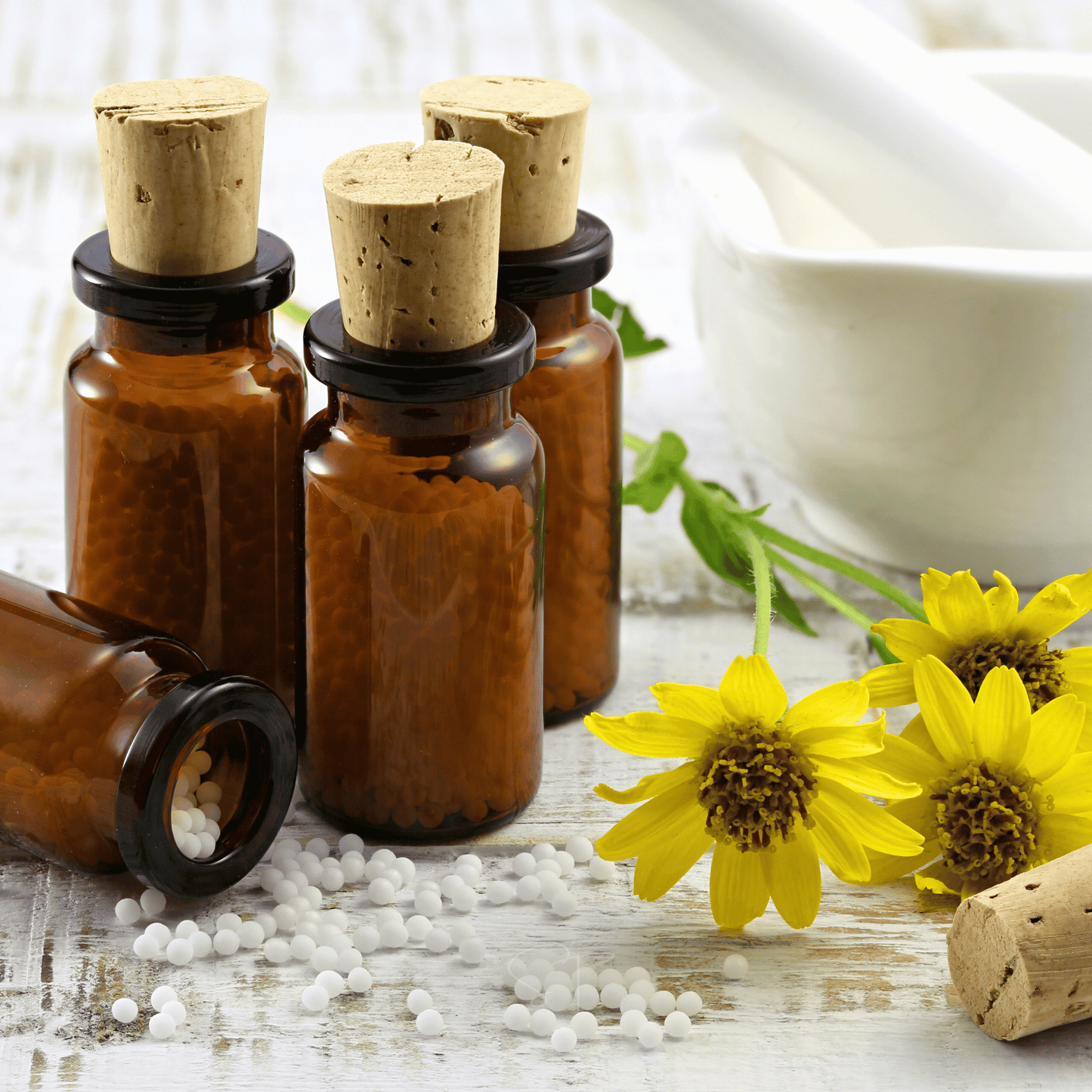 Mountain Arnica – 20 Seeds