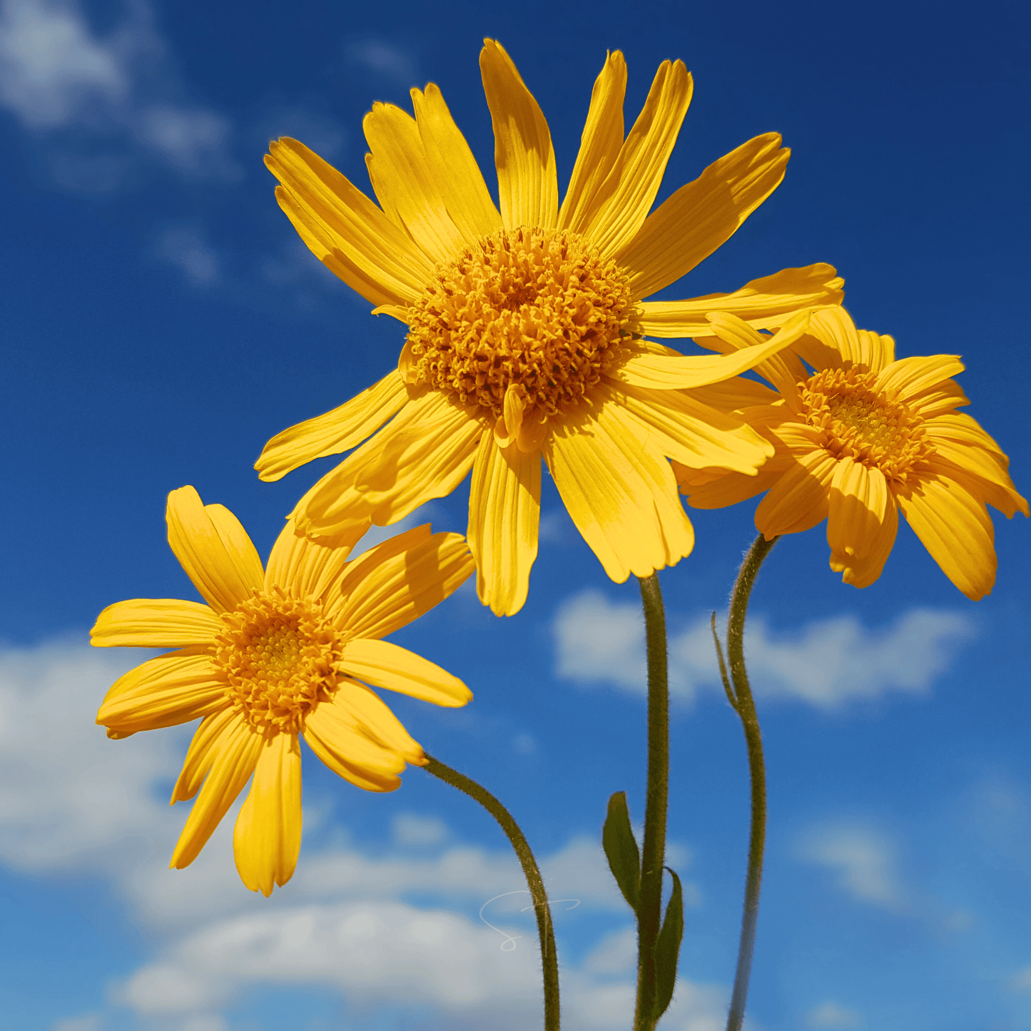 Mountain Arnica – 20 Seeds