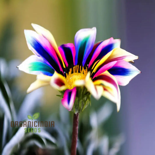 Multicolor Dwarf Variegated Sunflower Seeds - Brighten Your Garden with Vibrant Blooms