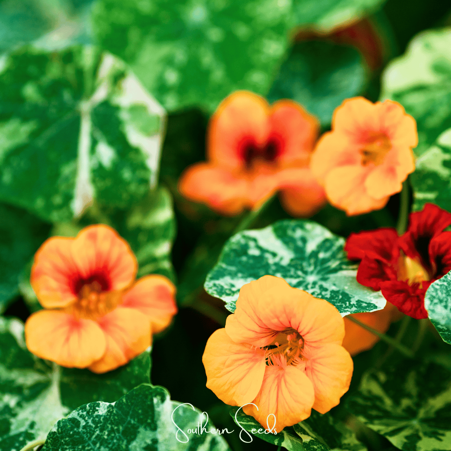 Alaska Mix Nasturtium – 25 Seeds