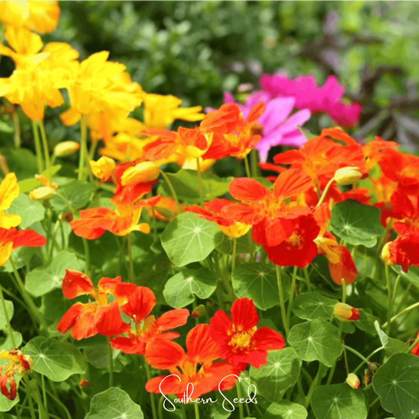 Tom Thumb Dwarf Nasturtium – 25 Seeds