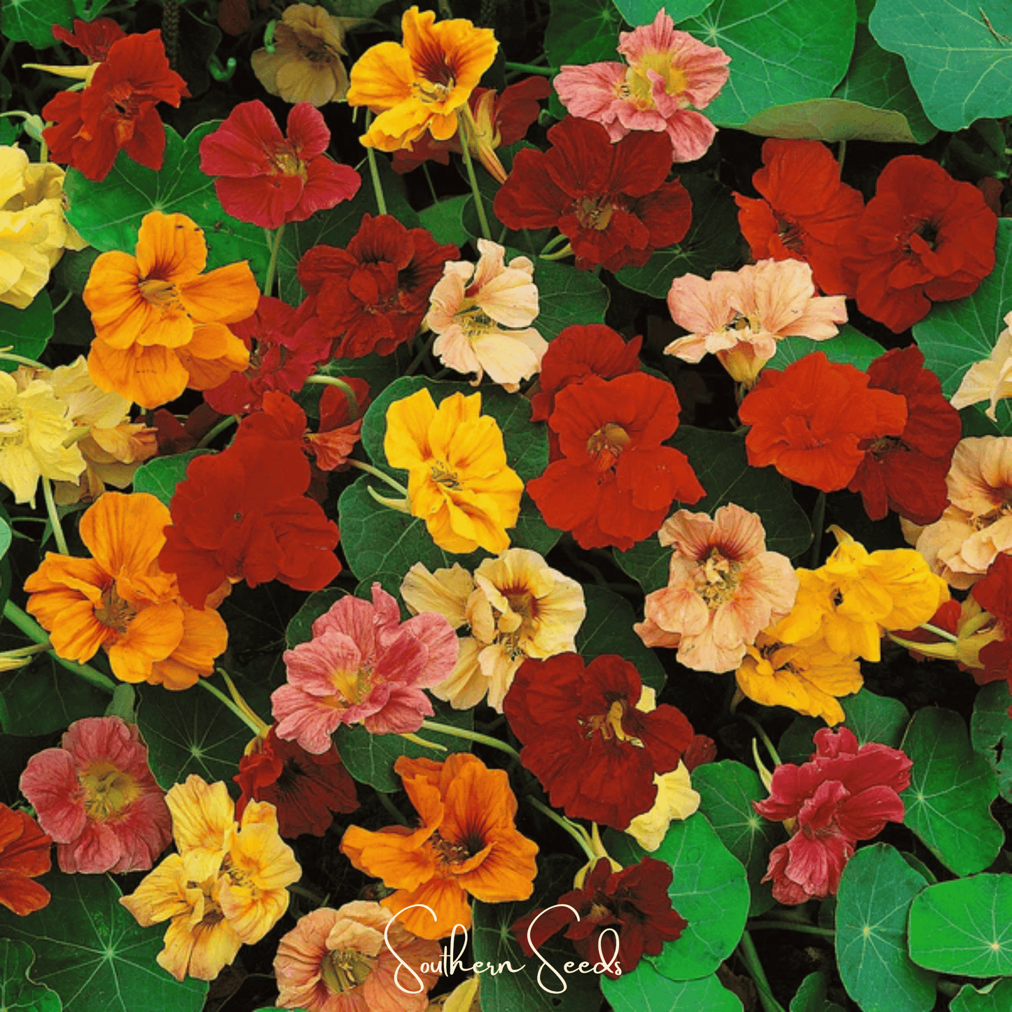 Tom Thumb Dwarf Nasturtium – 25 Seeds