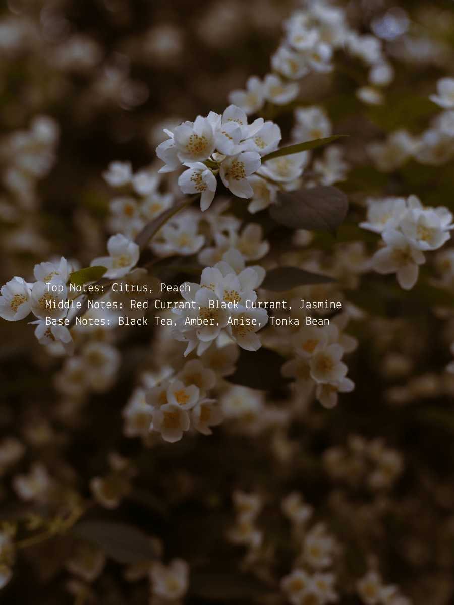 Black Currant + Jasmine Divine Feminine Wellness Candle