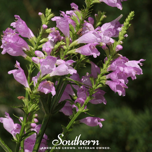 Obedient Plant – 25 Seeds